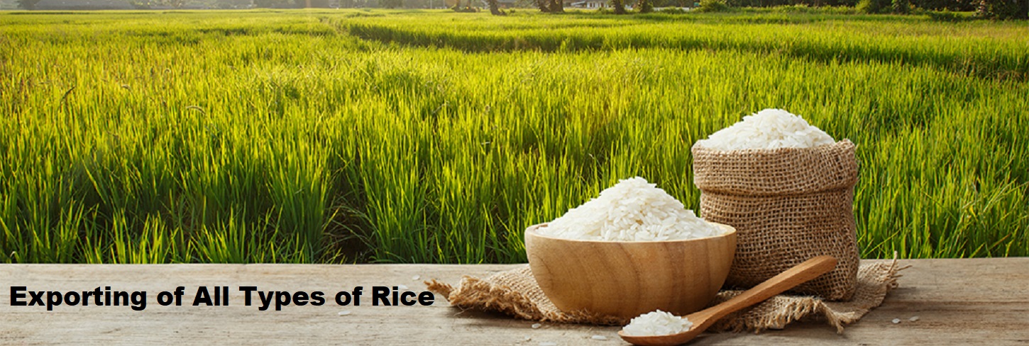 Rice